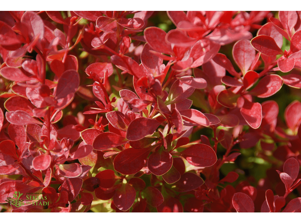Latvijas stādi Berberis thunbergii 'Orange Carpet' Tunberga bārbele